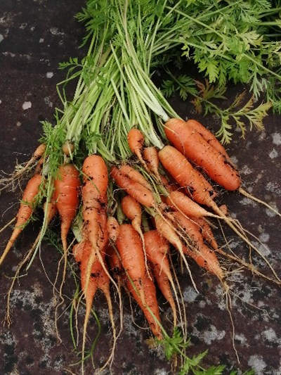 carrotts 2