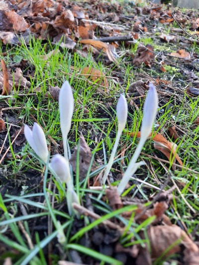 jan2snowdrops2