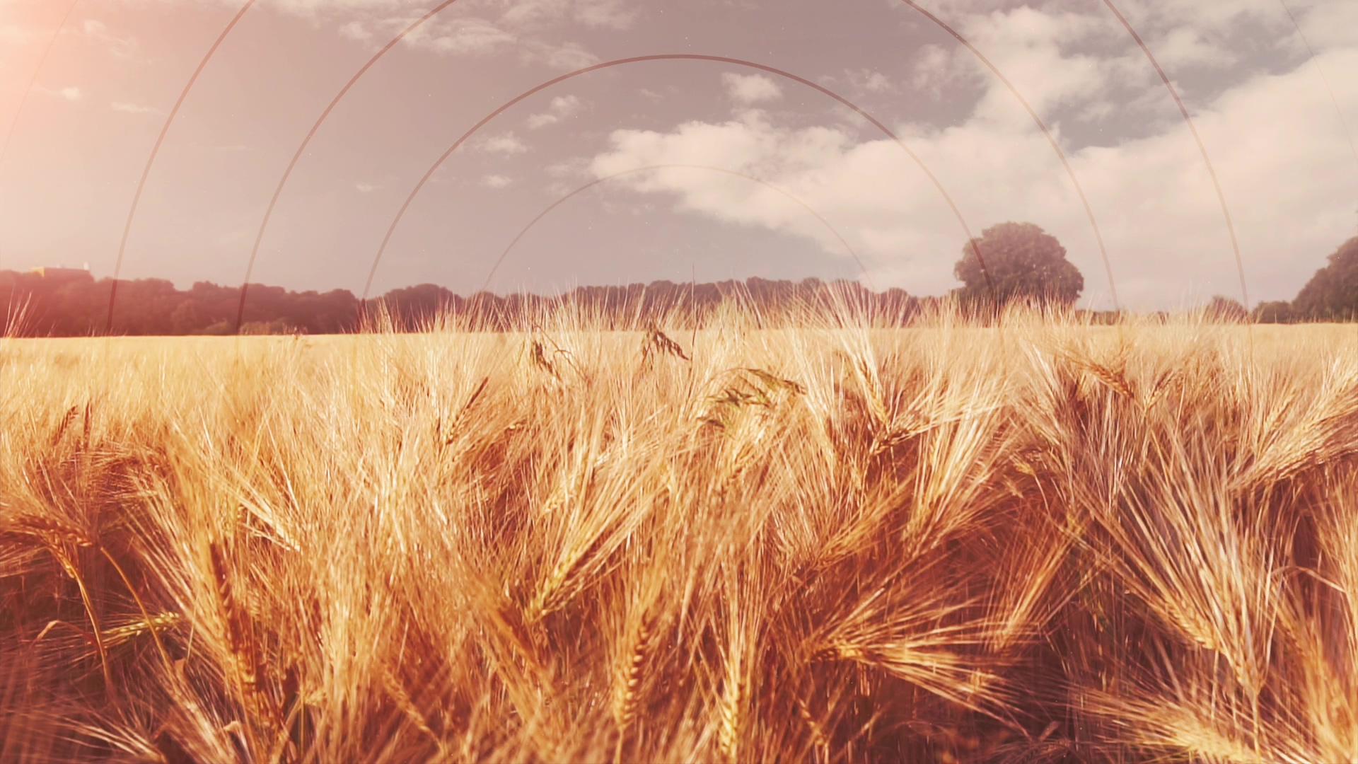 golden-hour-wheat-radial-still